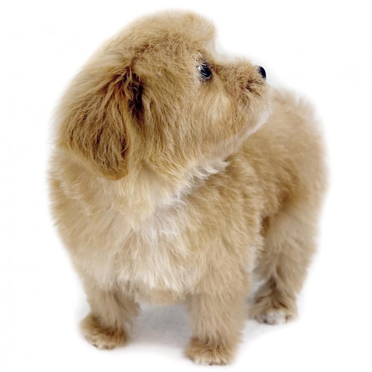 animal_image