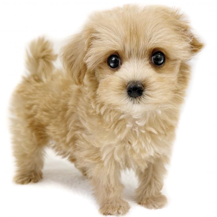 animal_image