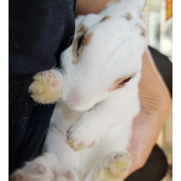 animal_image