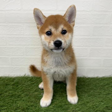 animal_image