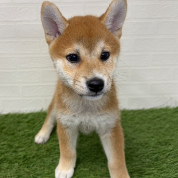 animal_image