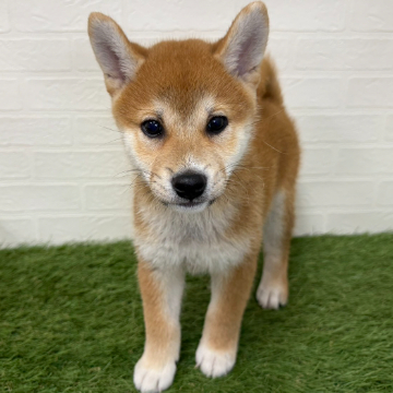 animal_image
