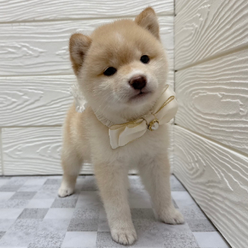 animal_image