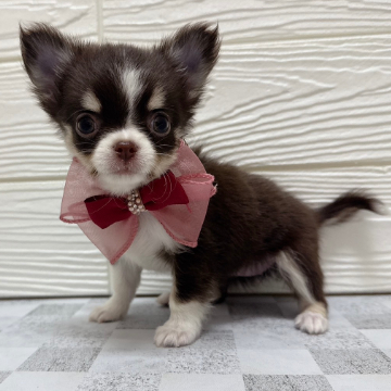 animal_image