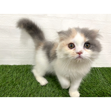animal_image