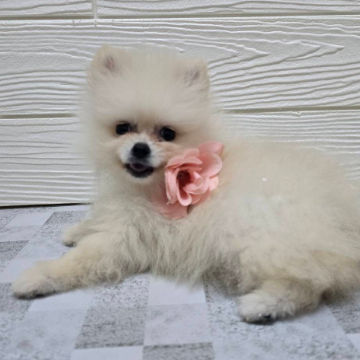 animal_image