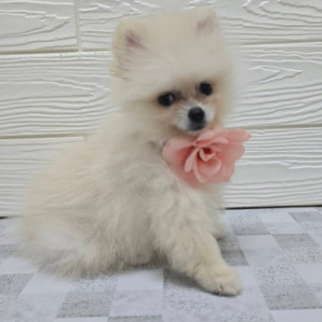 animal_image