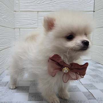 animal_image