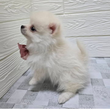 animal_image