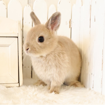 animal_image