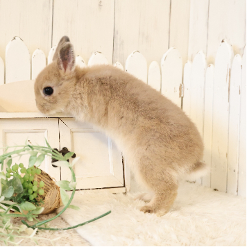 animal_image