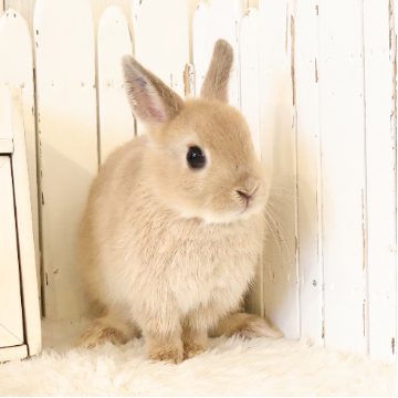 animal_image