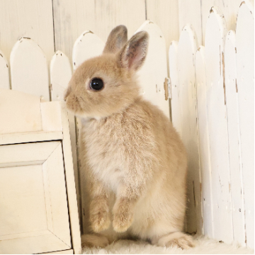 animal_image