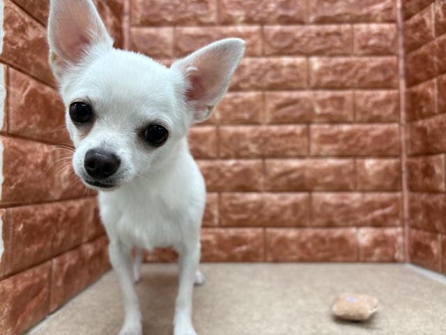 animal_image