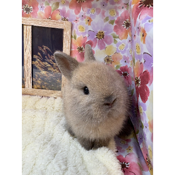 animal_image