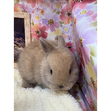 animal_image