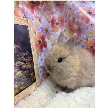 animal_image