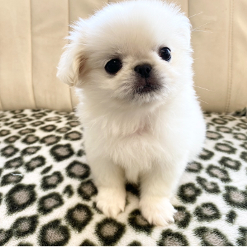 animal_image