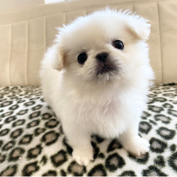 animal_image