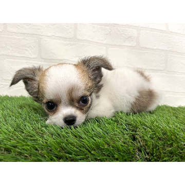 animal_image