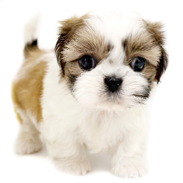animal_image