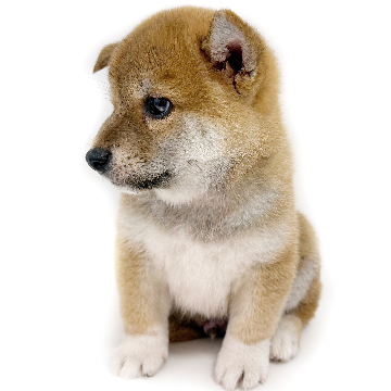 animal_image
