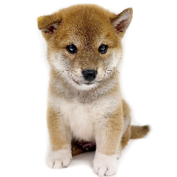 animal_image