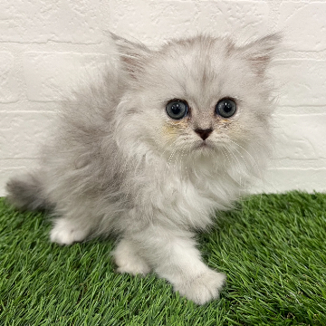 animal_image