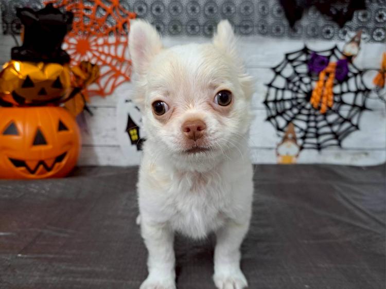 animal_image