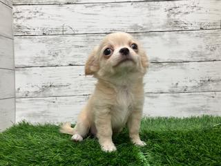 animal_image