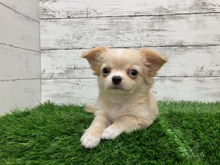 animal_image