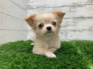 animal_image