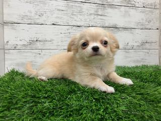 animal_image