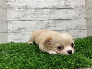 animal_image