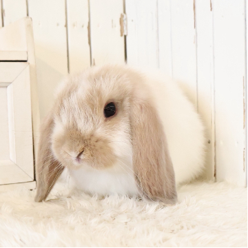 animal_image