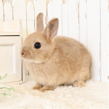 animal_image
