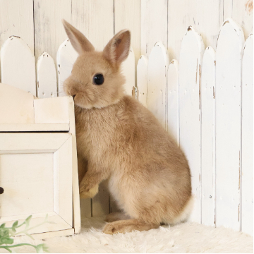 animal_image