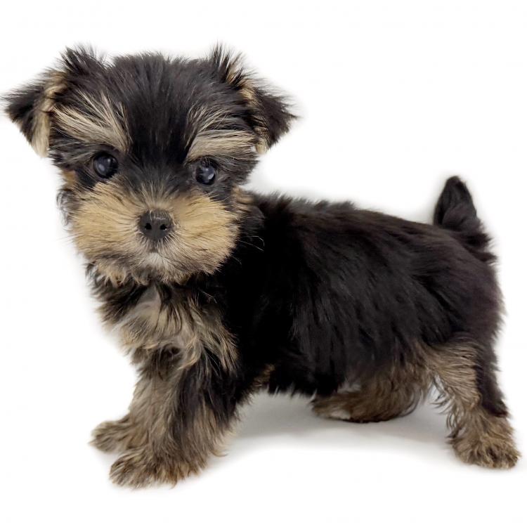 animal_image