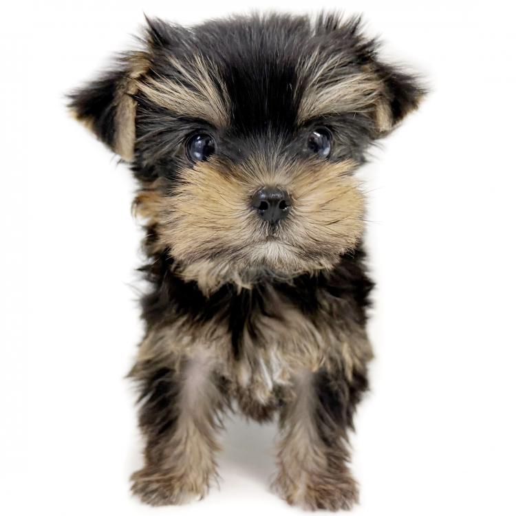 animal_image