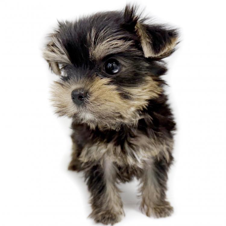 animal_image