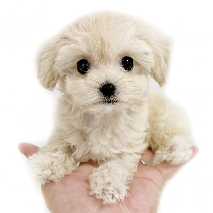 animal_image