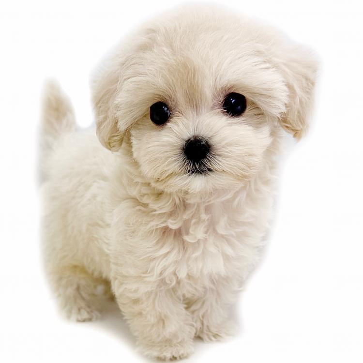 animal_image