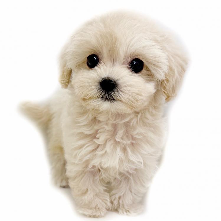 animal_image