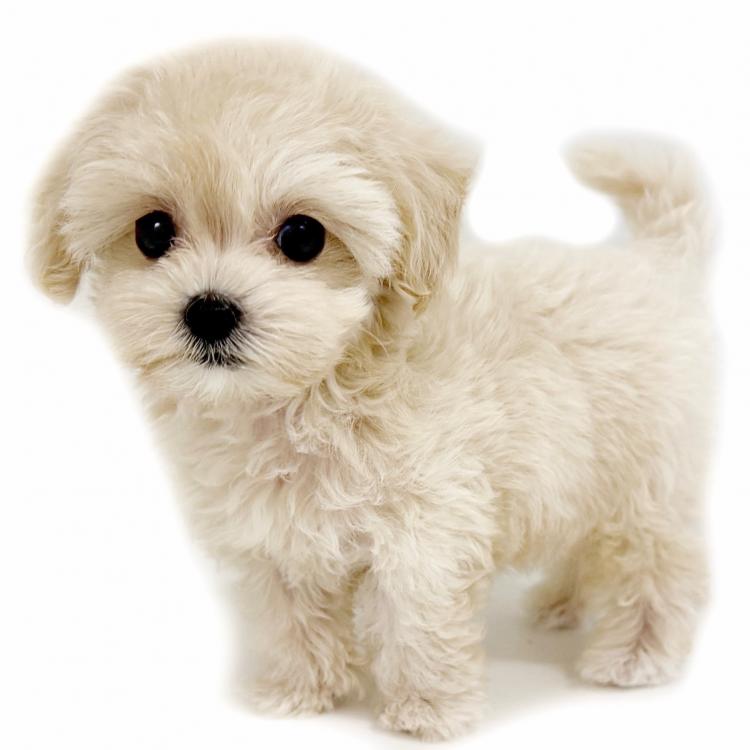 animal_image