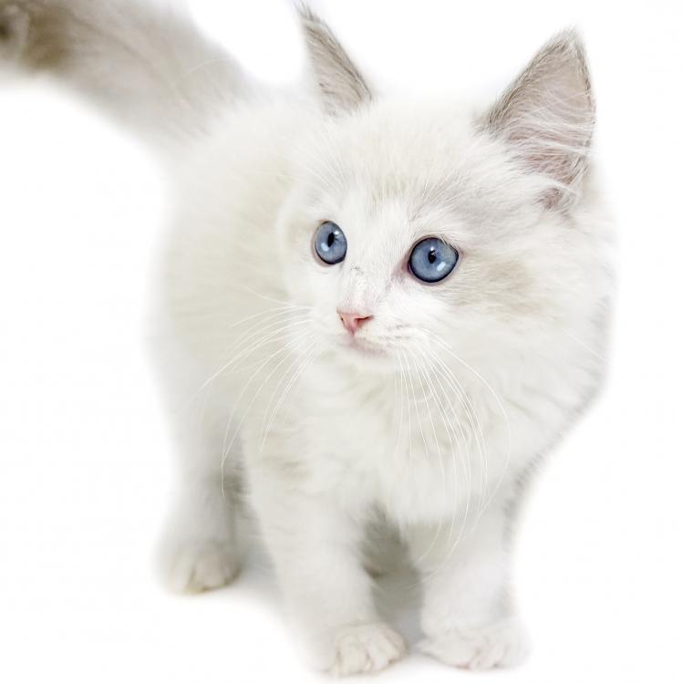 animal_image