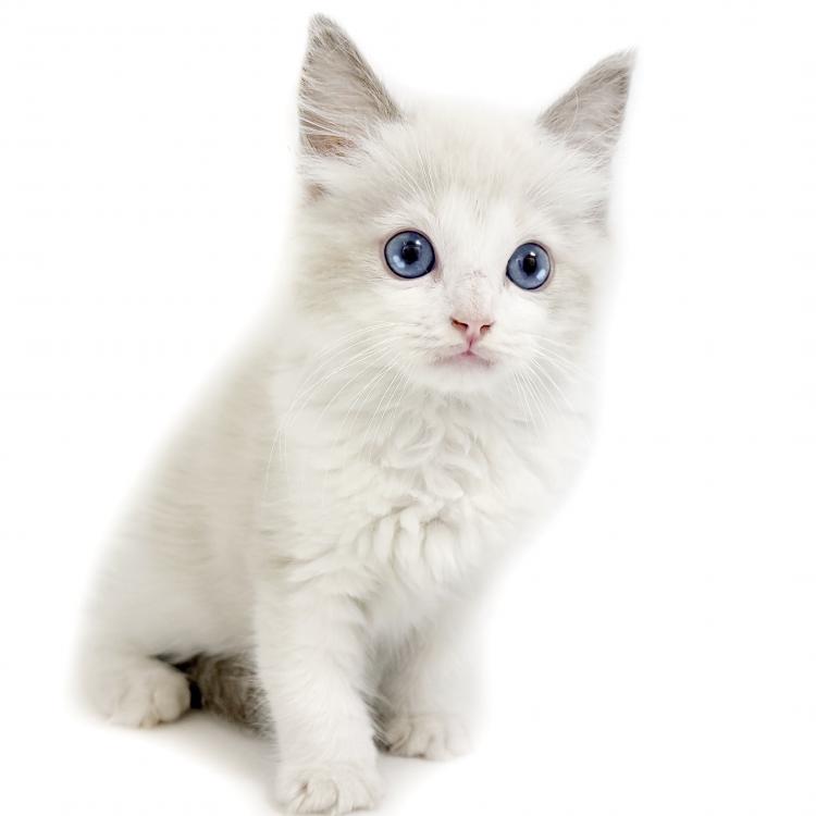 animal_image