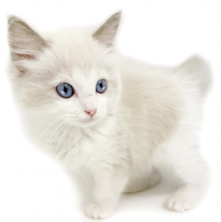 animal_image