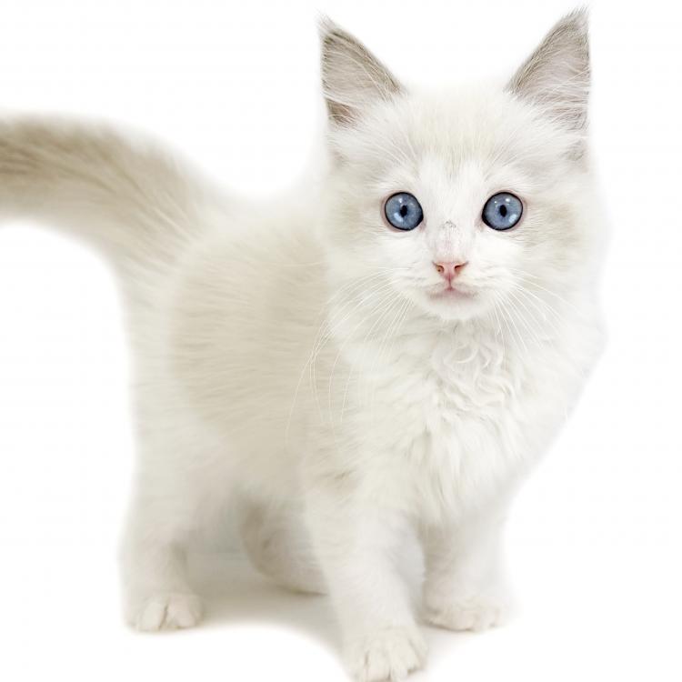 animal_image