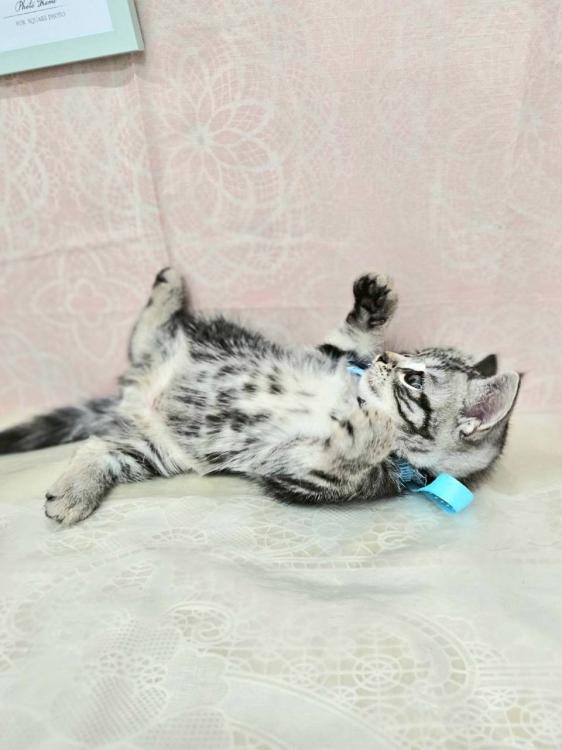 animal_image