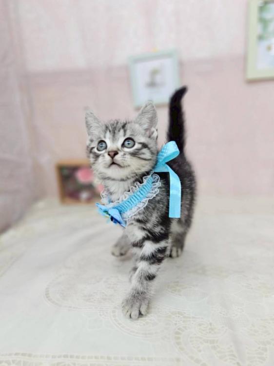 animal_image